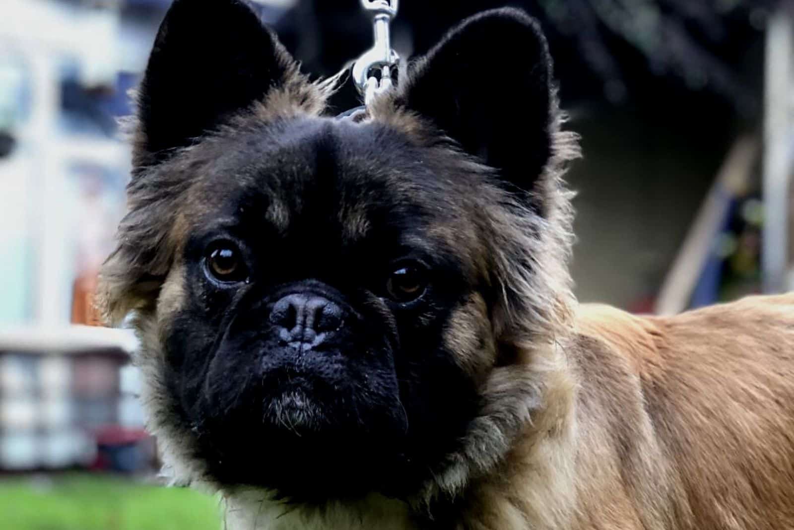 a beautiful long-haired French bulldog