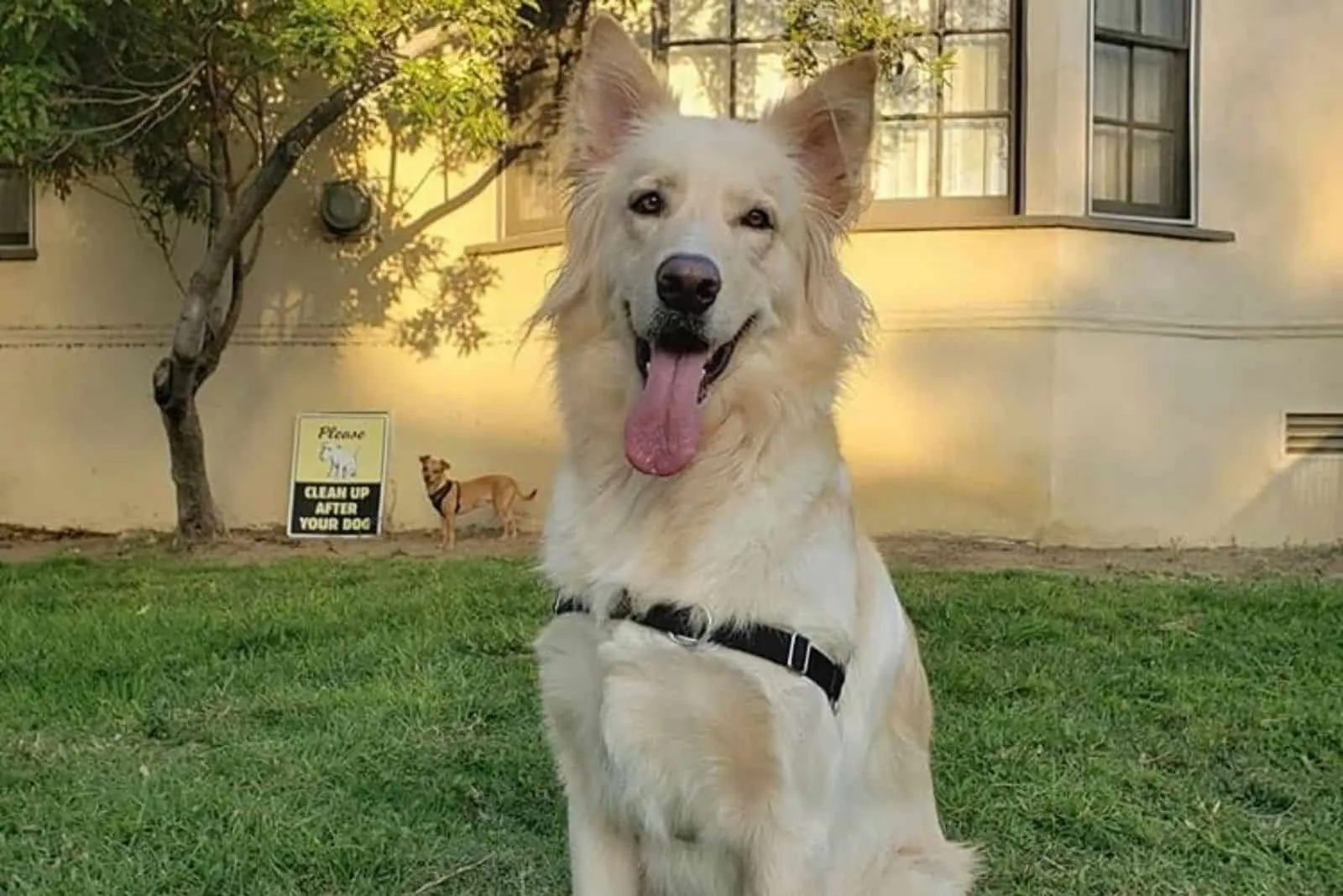 a beautiful yellow dog sitting on the grass