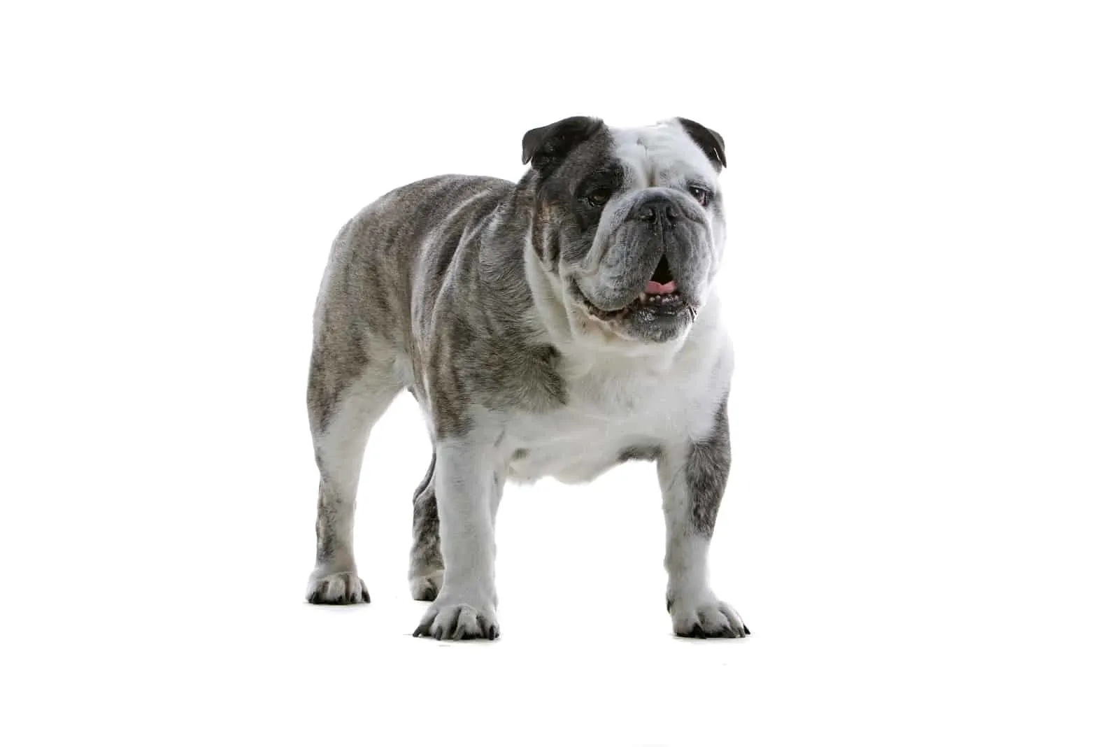 a black and white english bulldog stands