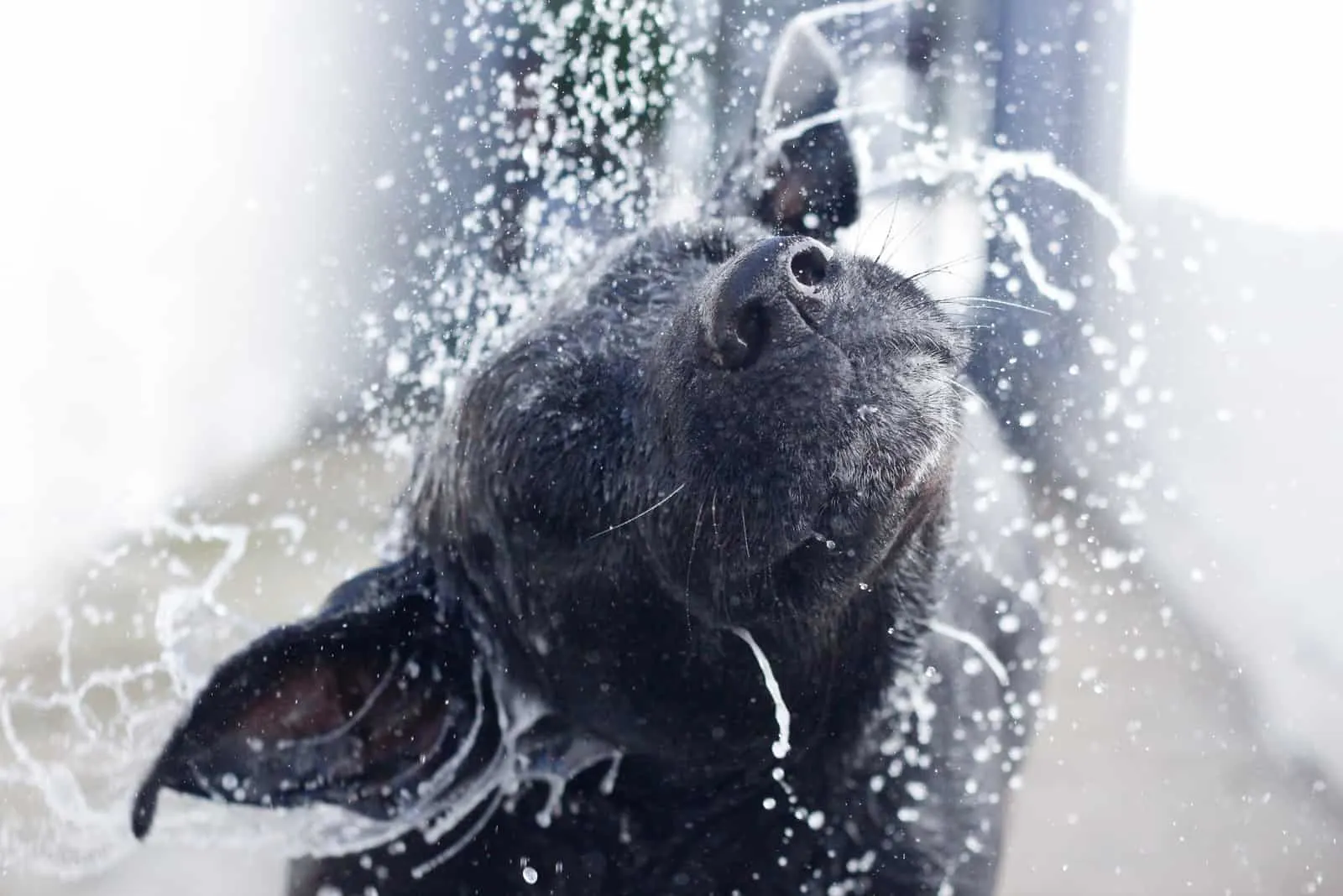 a black dog bathes