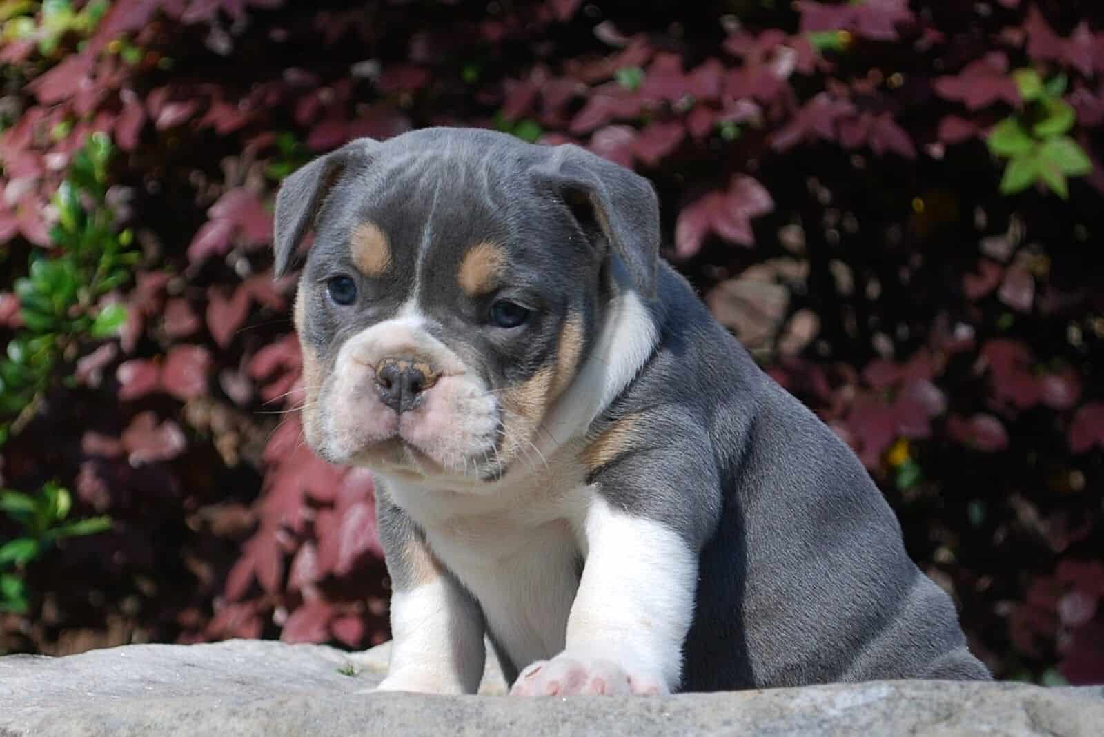 Blue English Bulldog A Guide To Care Exercise And Diet