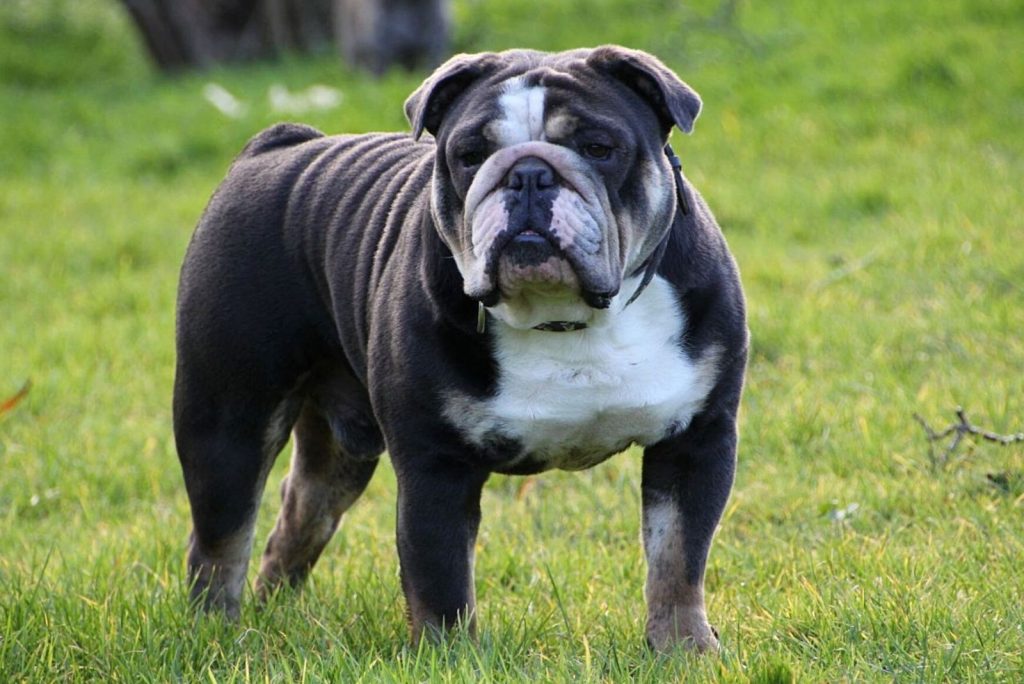 Blue English Bulldog A Guide To Care, Exercise, And Diet