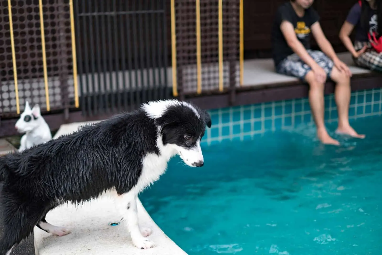 a border collie stands by the pool