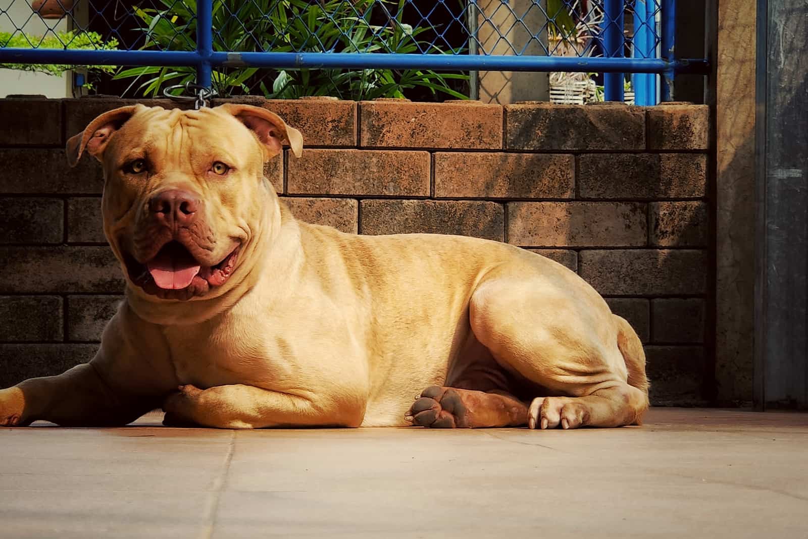 a brown Pitbulls Shed lying on the sidewalk