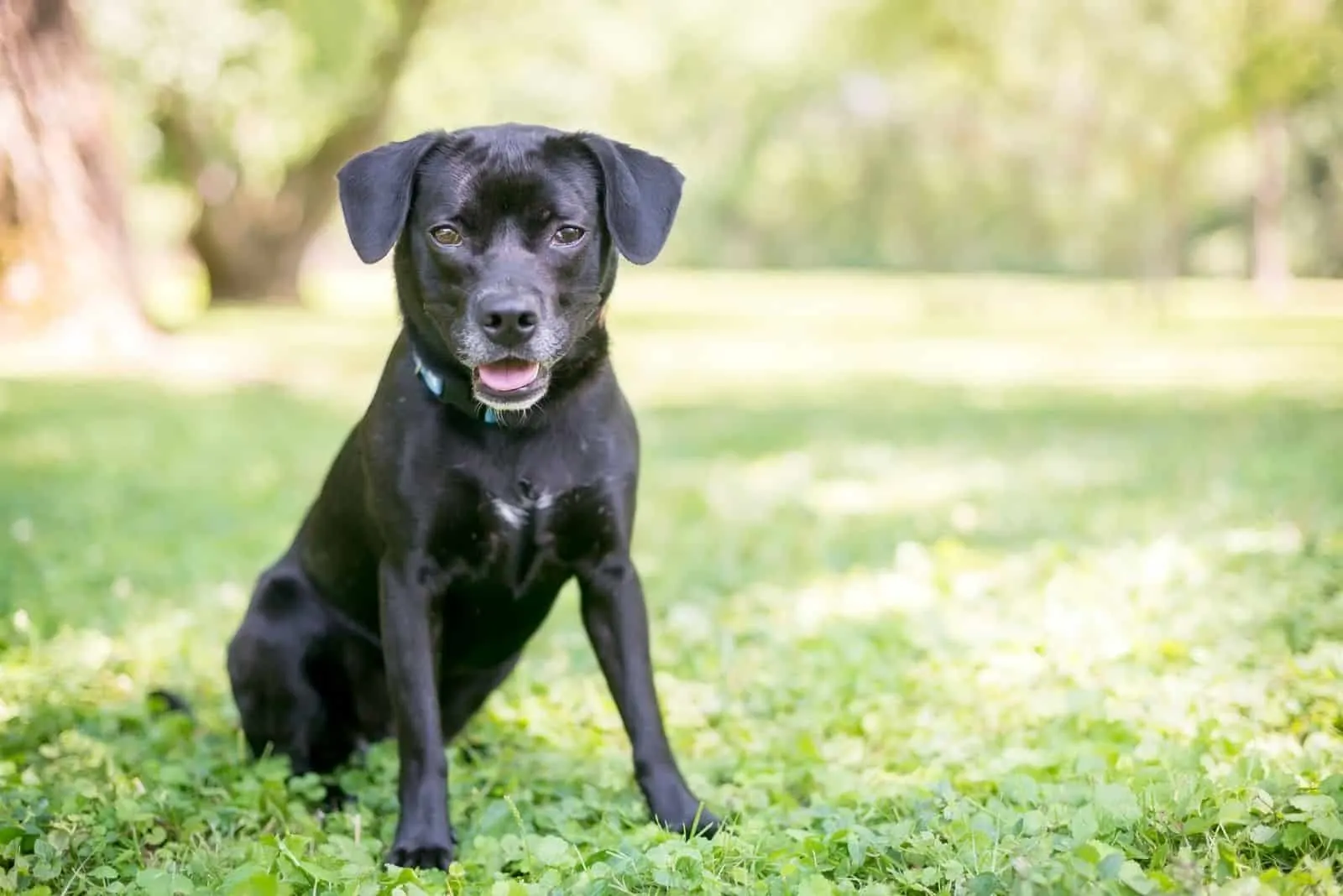 a cute black beago-mixed breed of retriever and a beagle-siiting outdoors