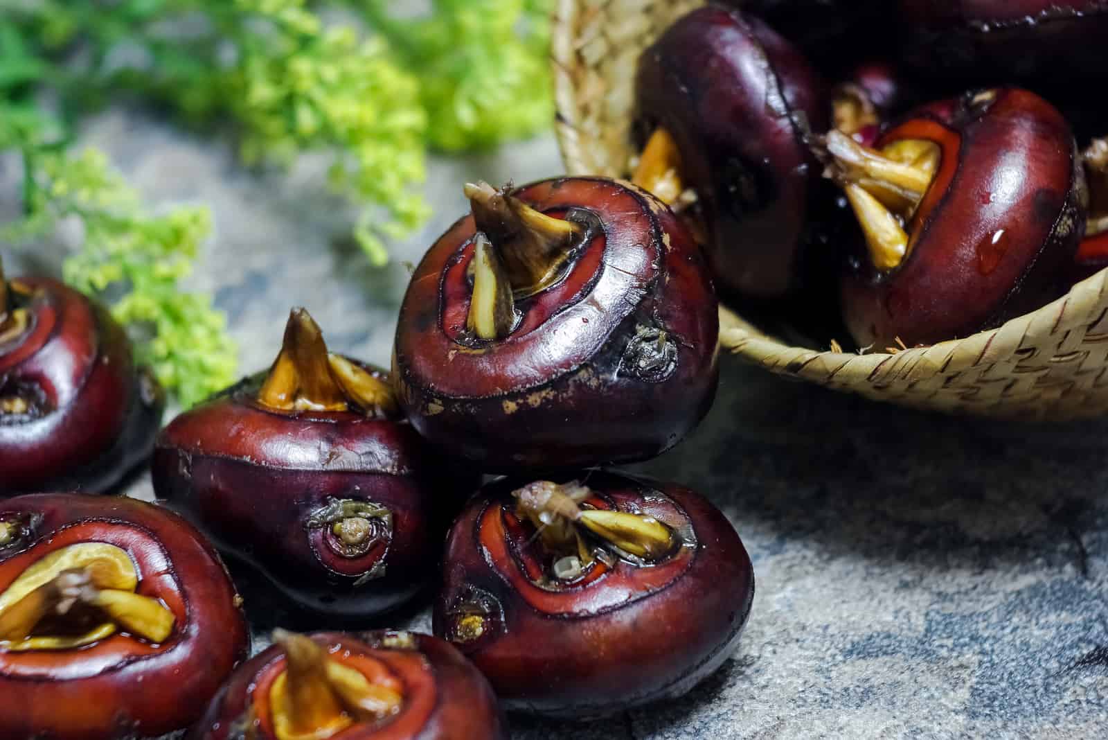 are chestnuts safe for dogs