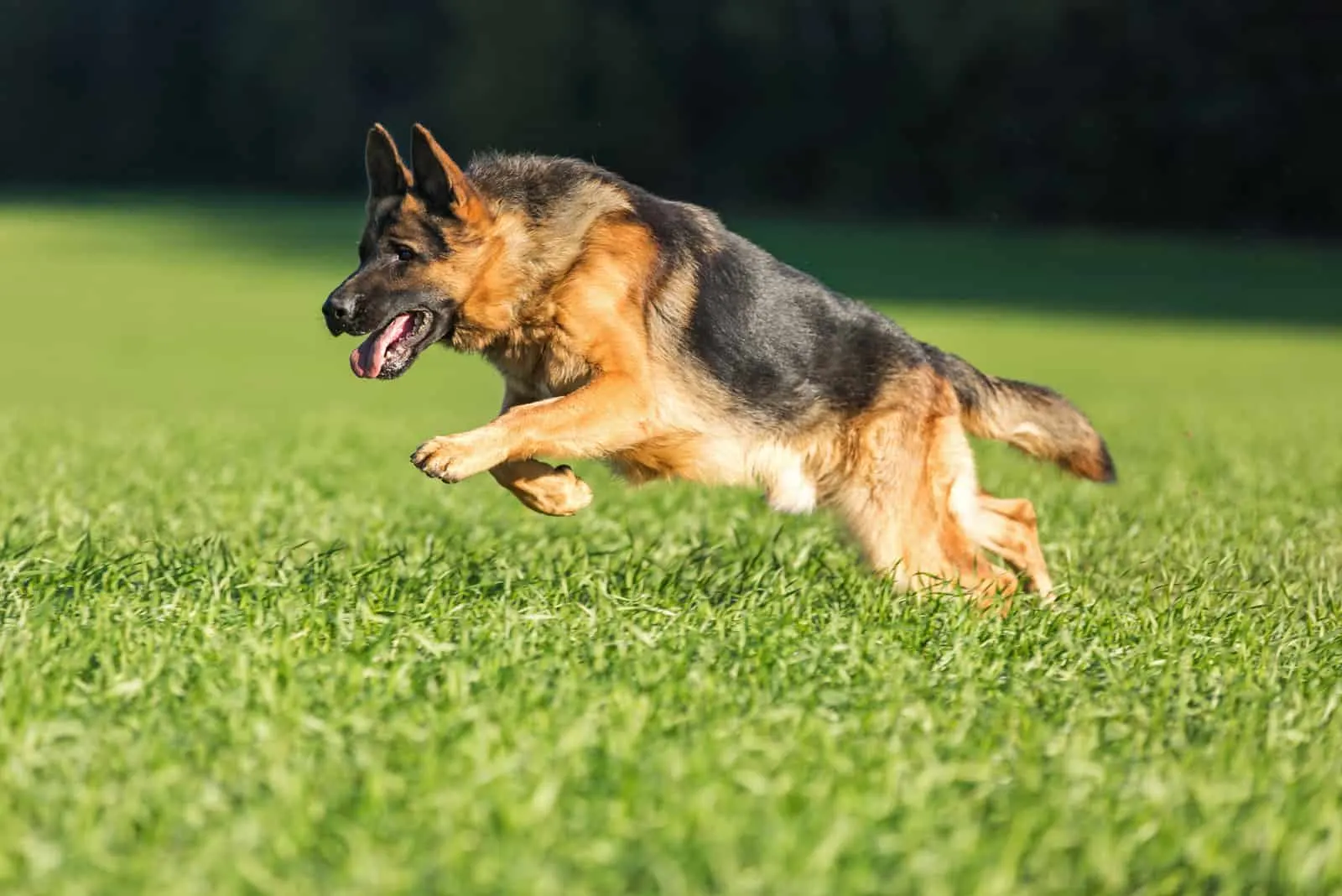 a german shepherd runs across the grass