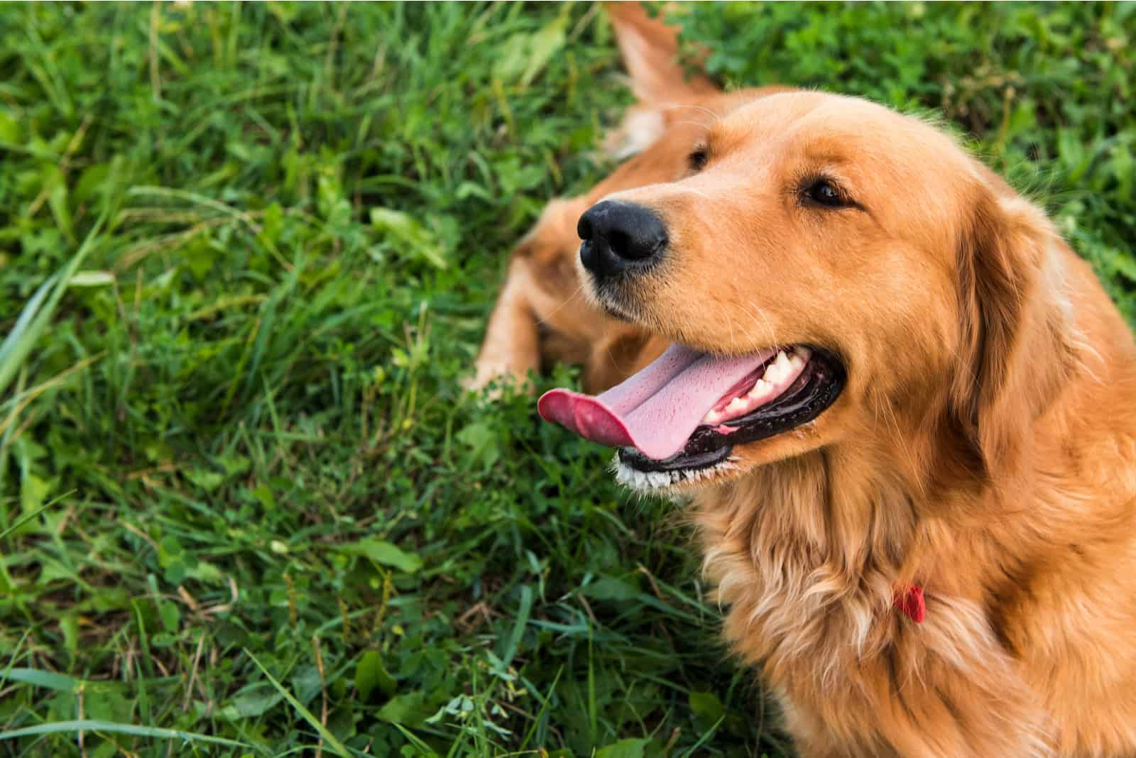 a golden retriever lies in the grass