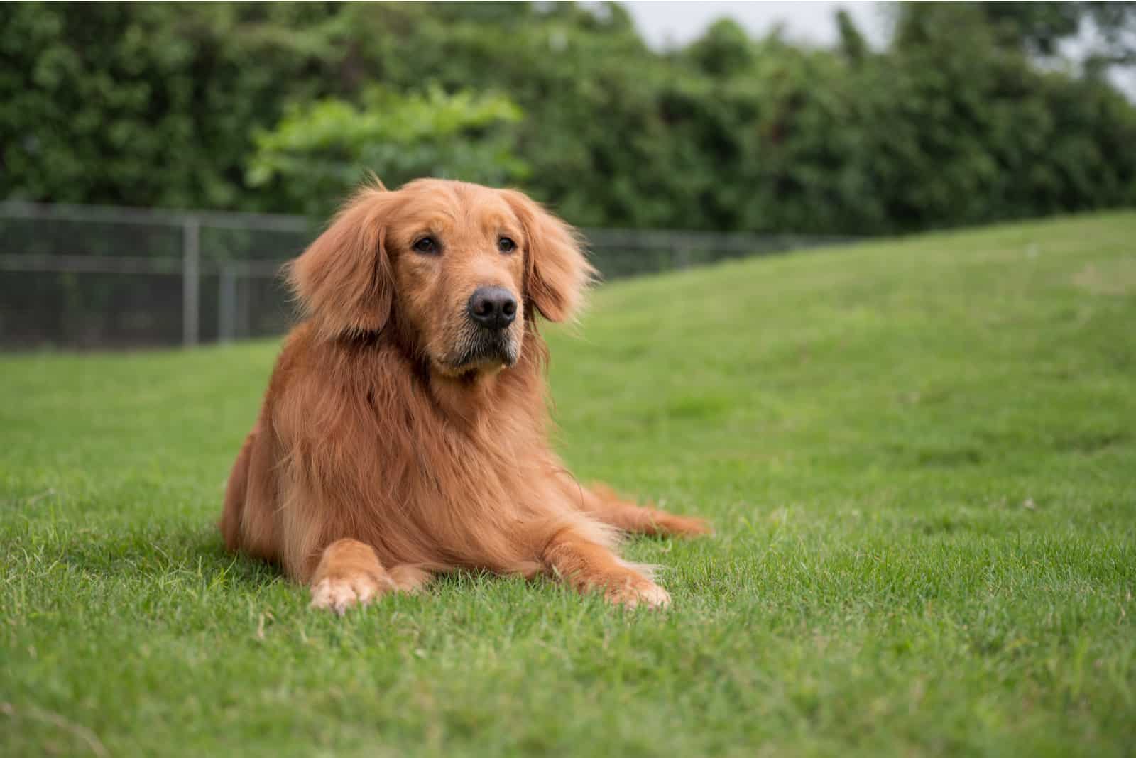 a golden retriever lies in the park