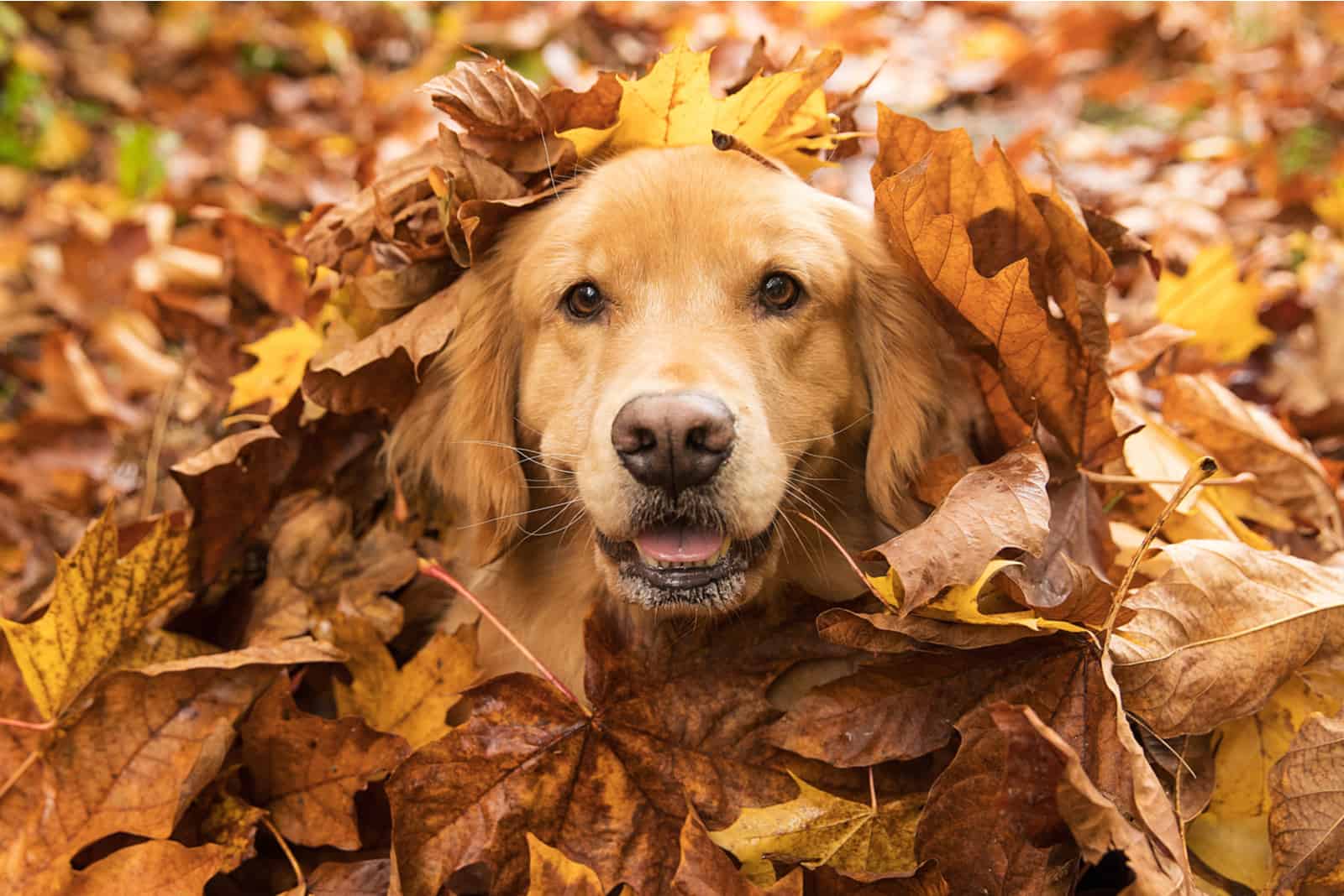 a golden retriever lies on a pile of autumn leaves
