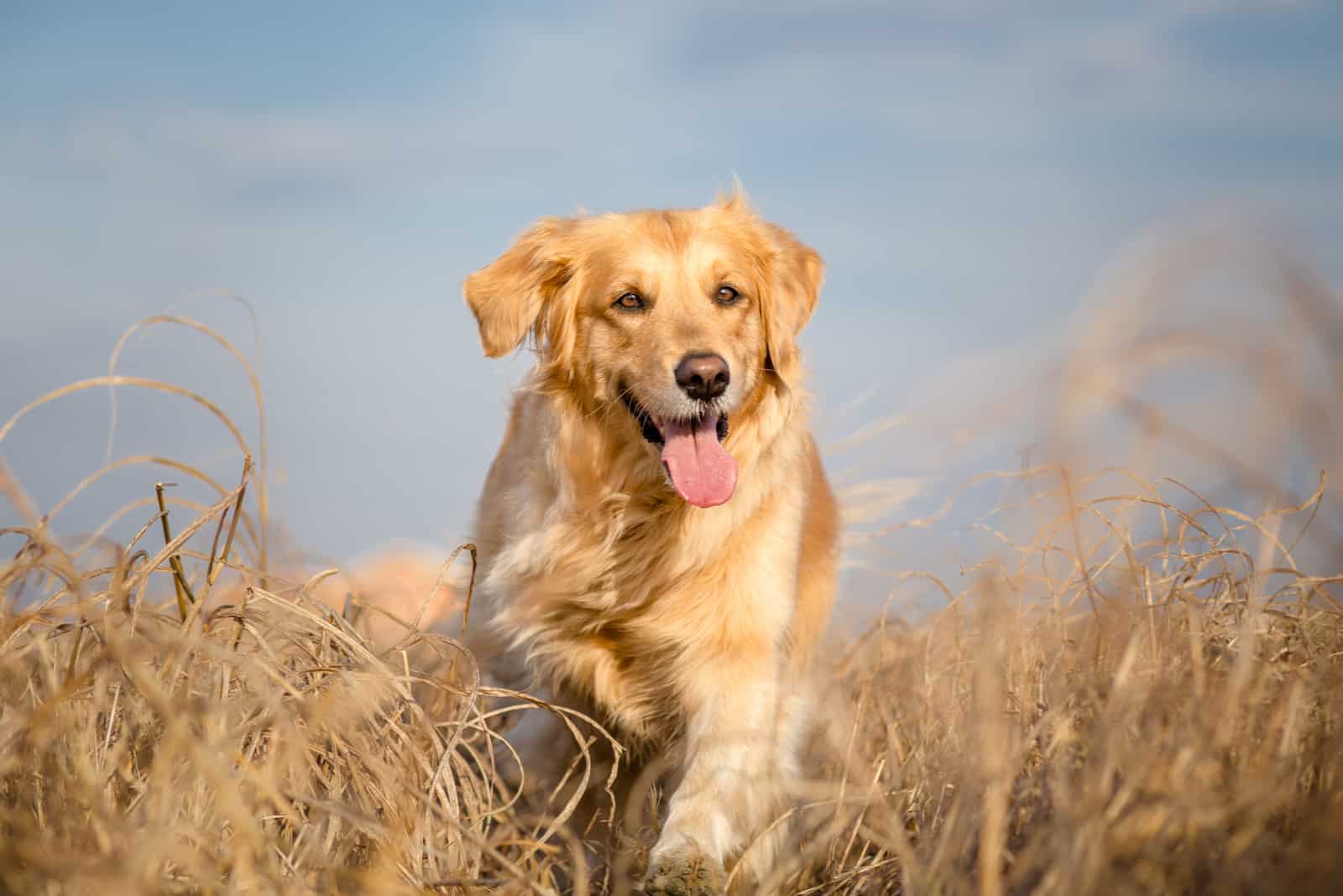 a golden retriever runs across the field