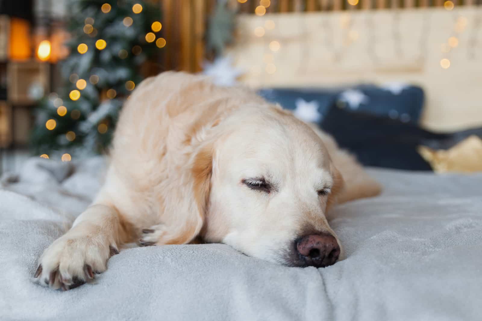 a golden retriever sleeps on the bed