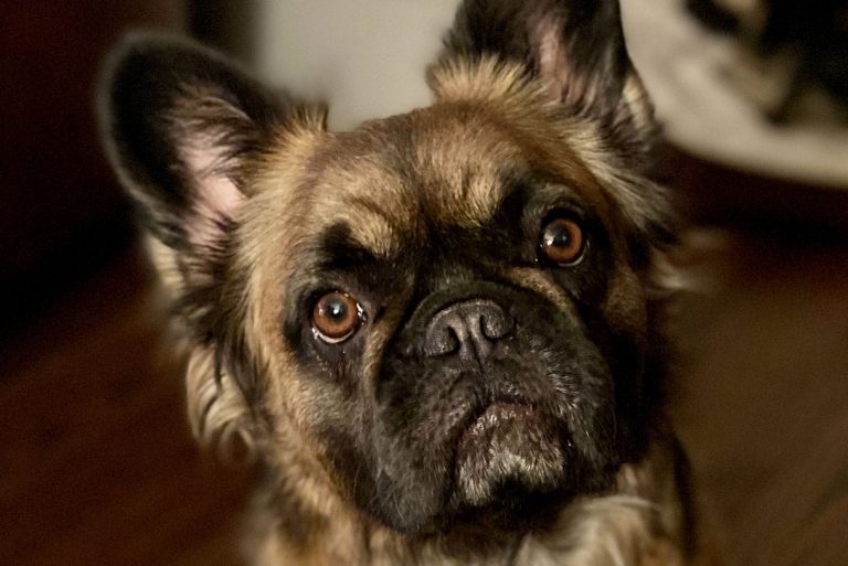 All About Long Haired French Bulldog & Taking Care Of It