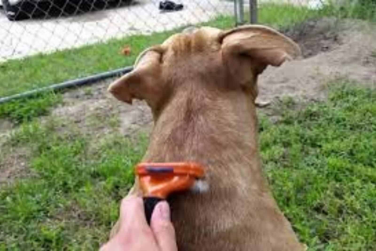 a man combs a pit bull