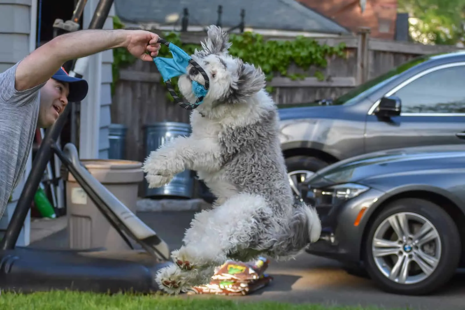a man is playing with a mini sheepadoodle