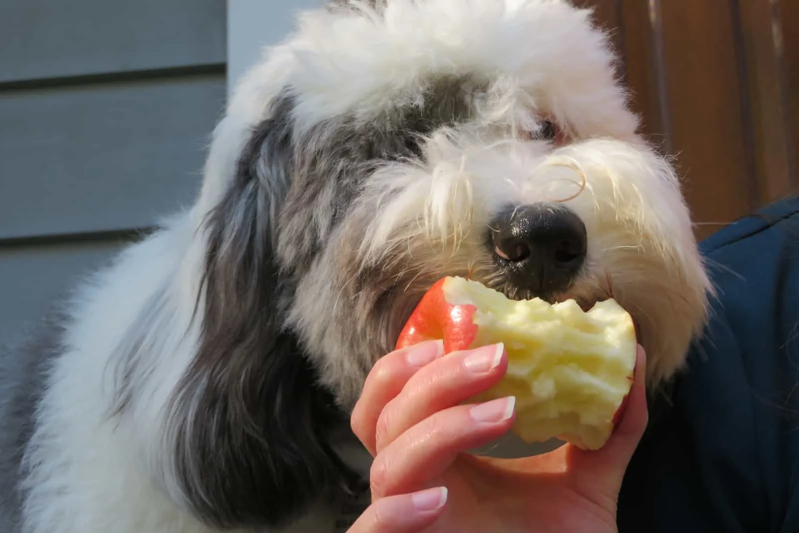 a mini sheepadoodle eats an apple from his hand