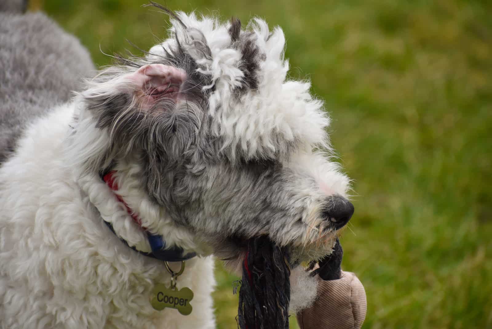 a mini sheepadoodle holds a rope in his mouth