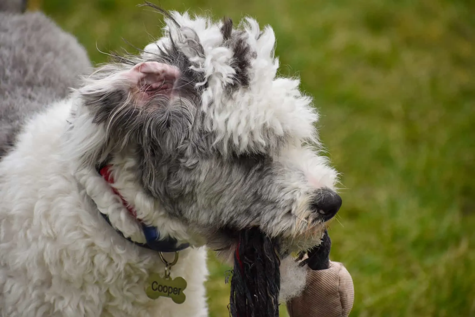 a mini sheepadoodle holds a rope in his mouth