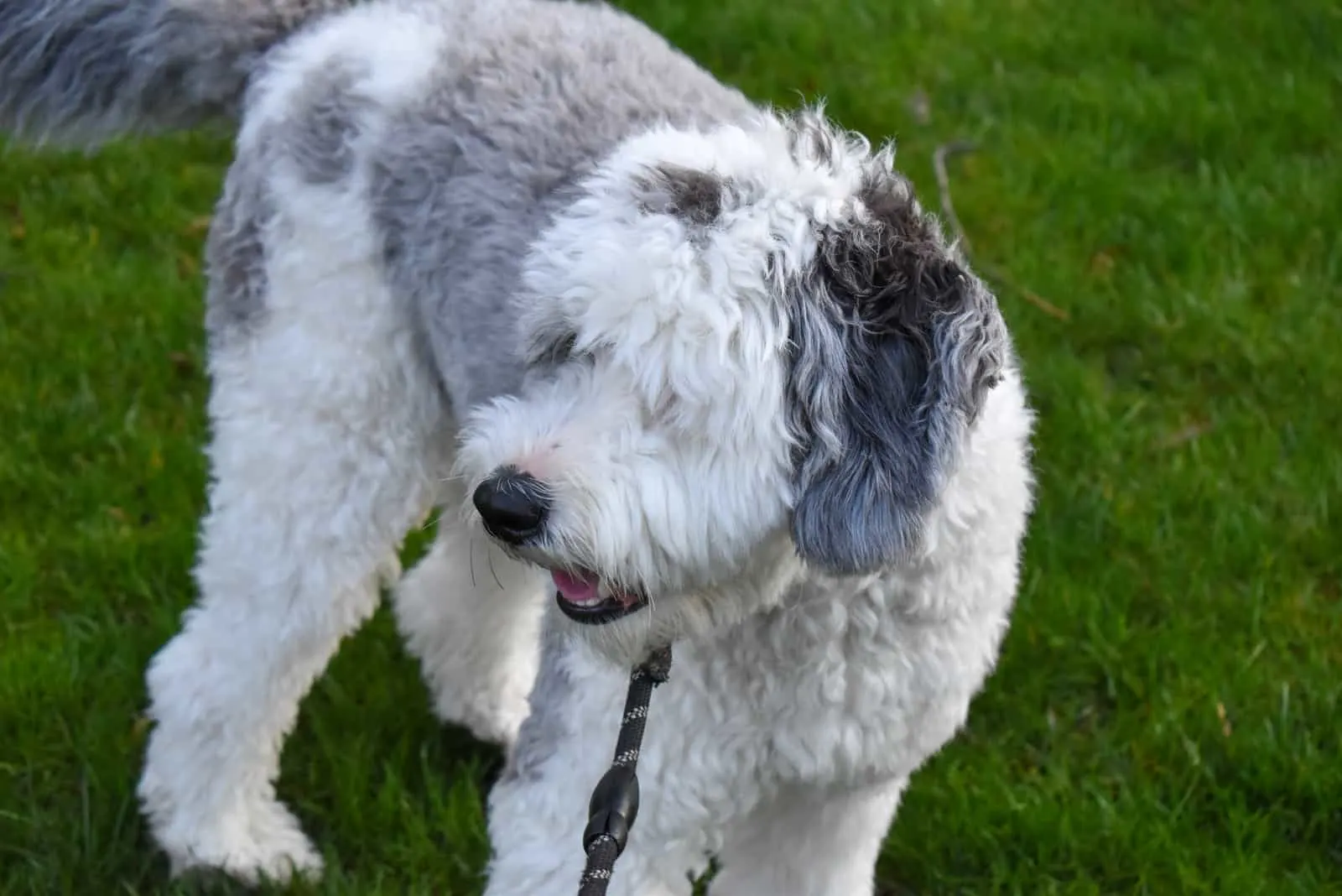 a mini sheepadoodle stands in the garden