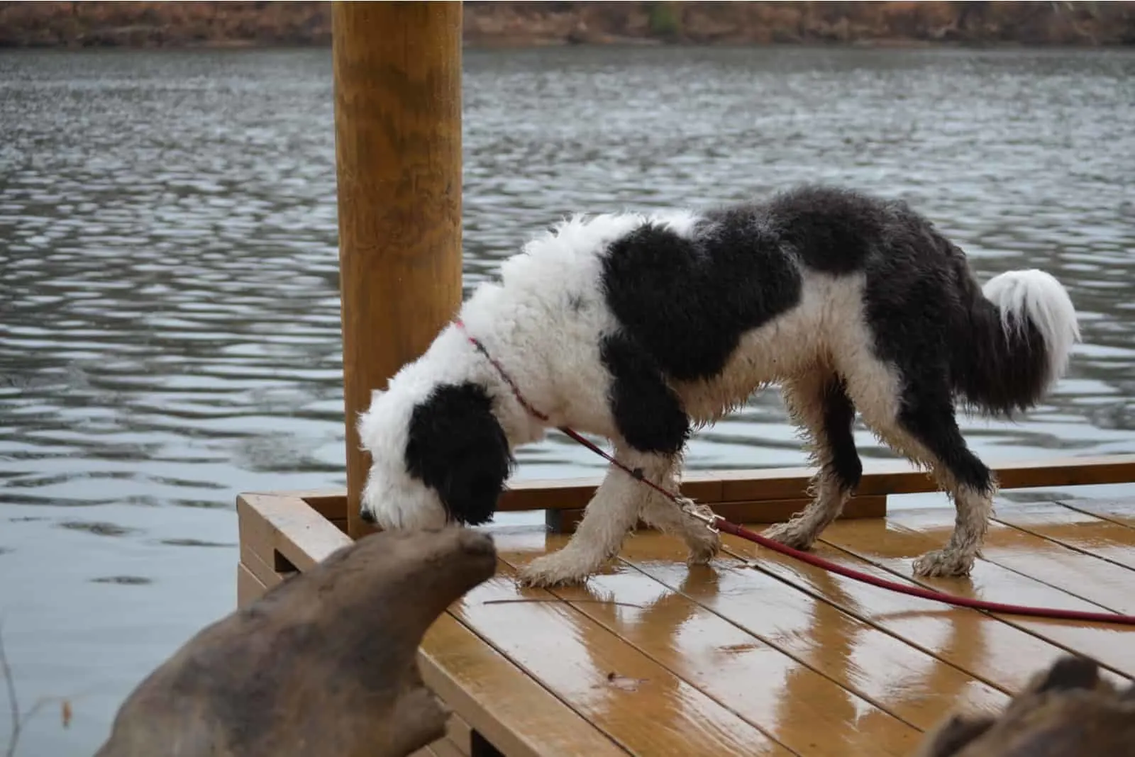 a mini sheepadoodle stands on a pier by the sea