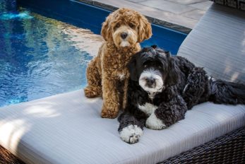 A Sable Bernedoodle: A Potentially Good Dog For Your Family?