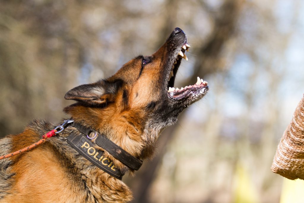 A German Shepherd Barking A Perfect Guide to Train Your GSD