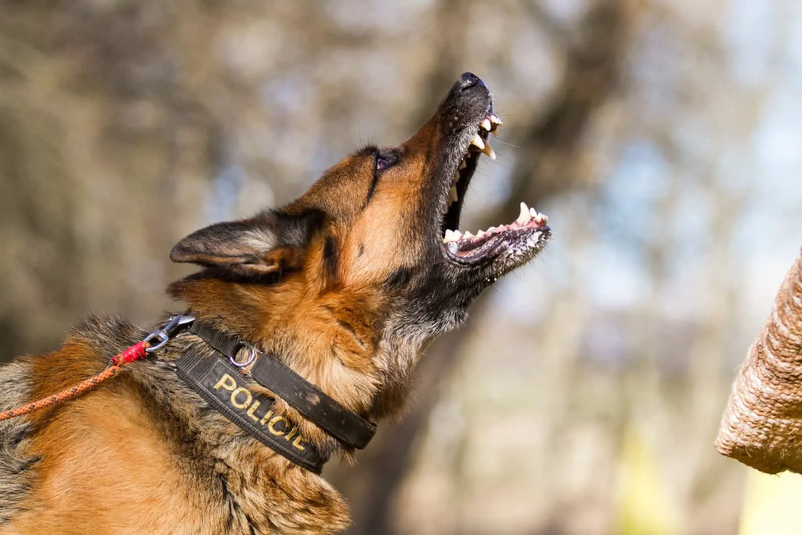 a police dog barks at someone