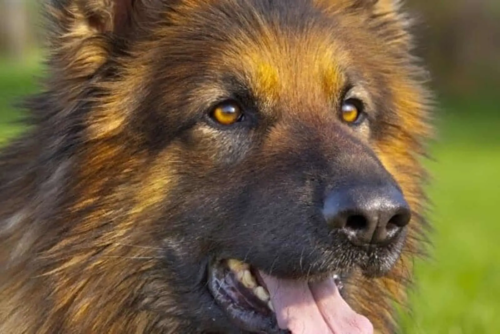 a portrait of a beautiful crossbreed dog