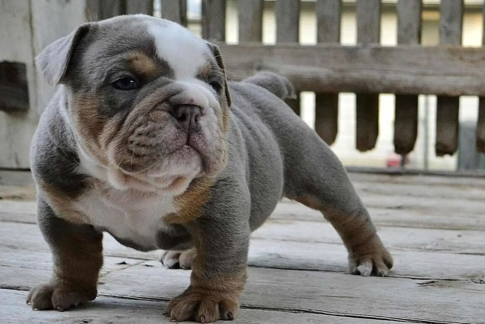 a puppy of a blue english bulldog stands on a wooden terrace