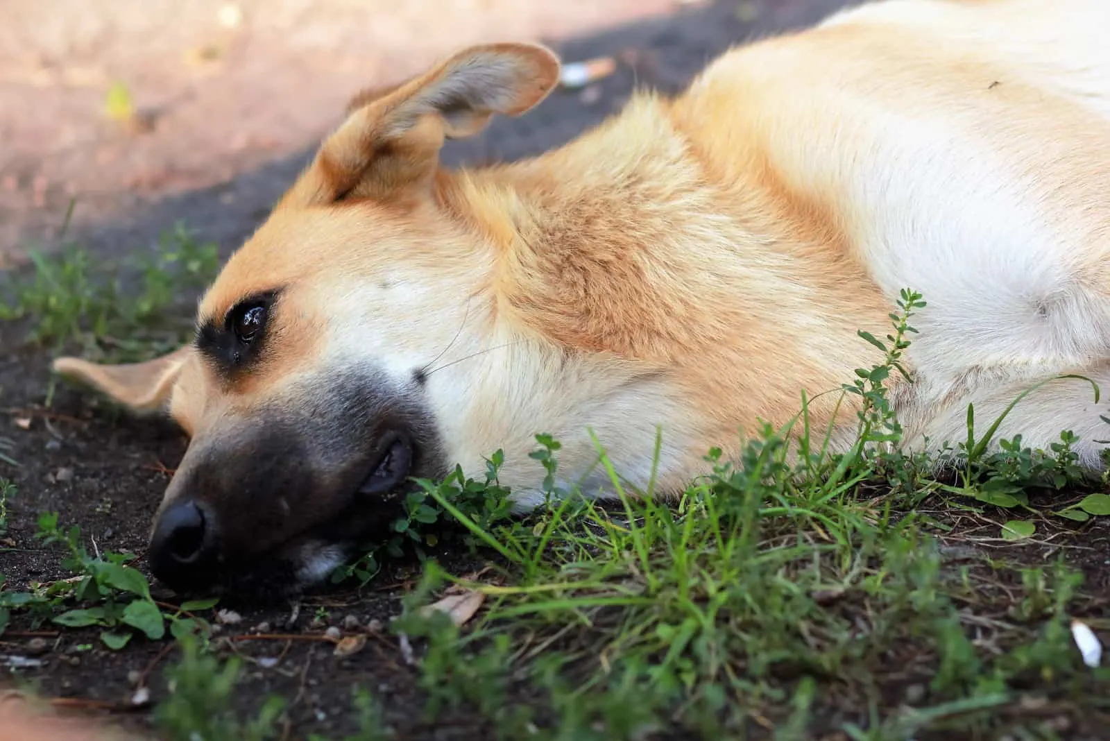a sad dog lies on the ground