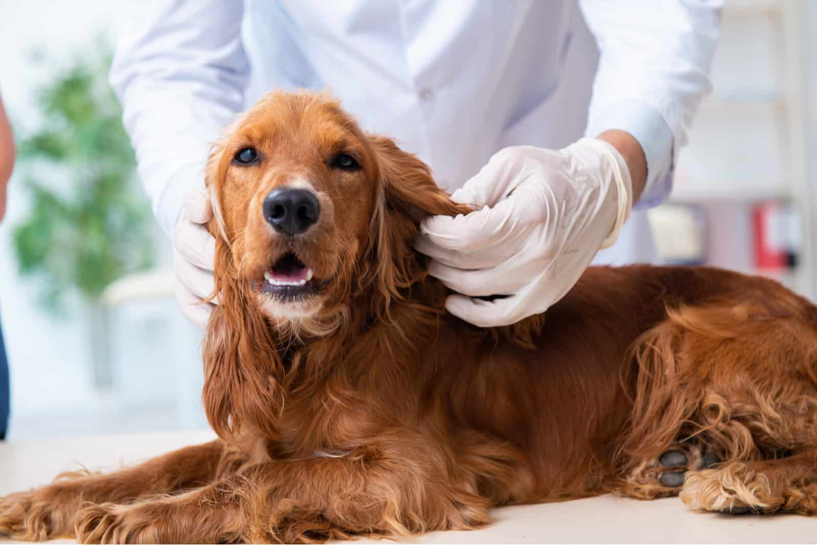 a veterinarian examines a golden retriever