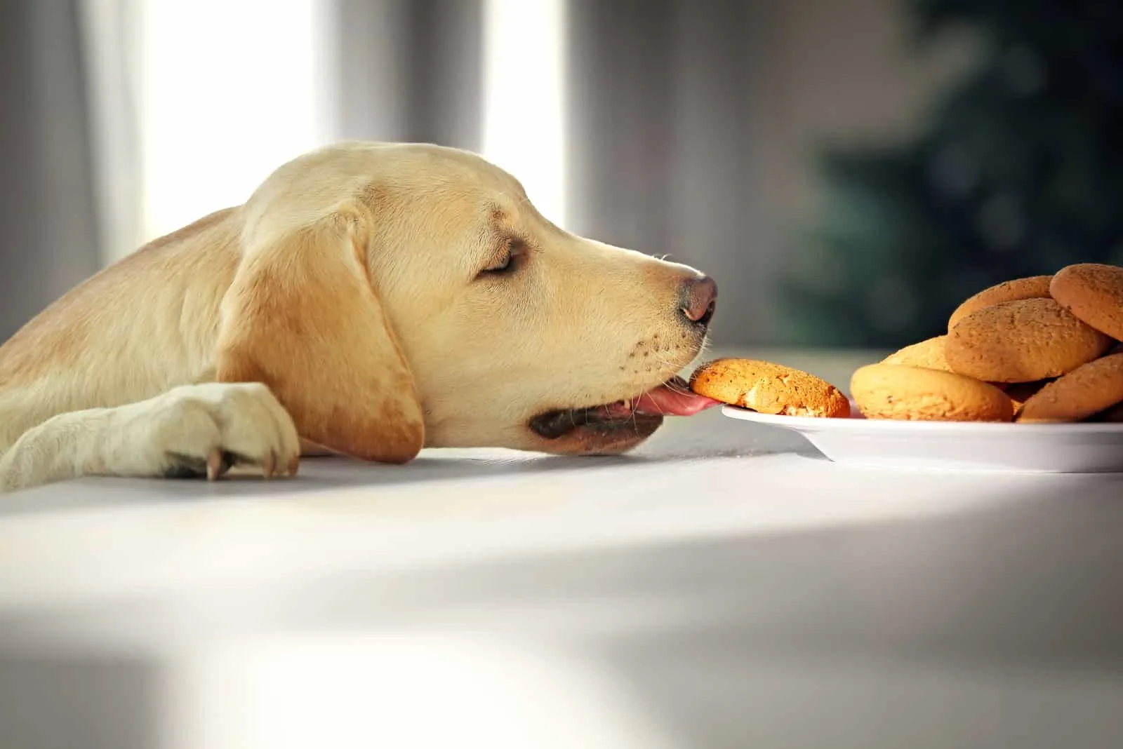 a white dog steals cookies from the table