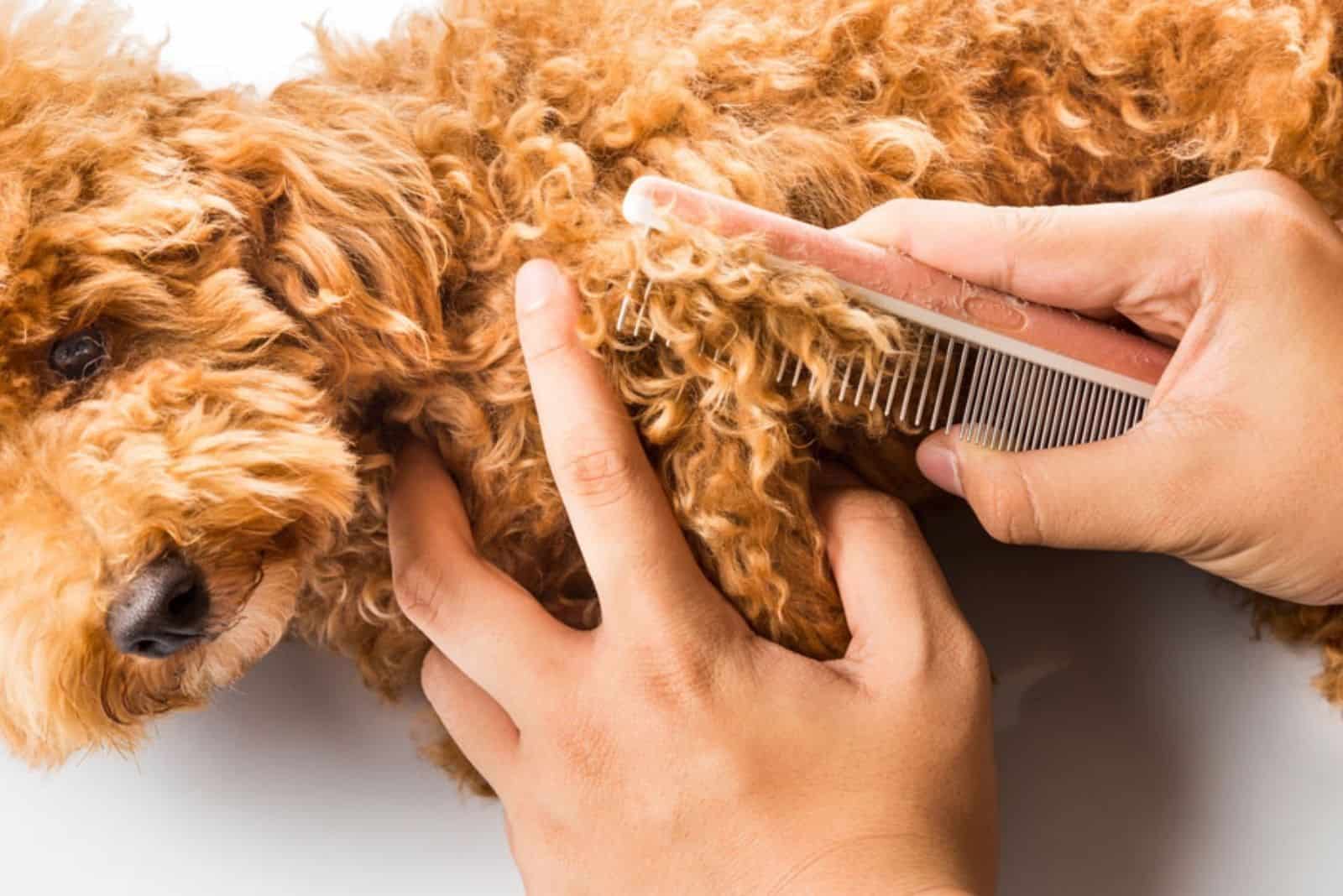 a woman combs her dog