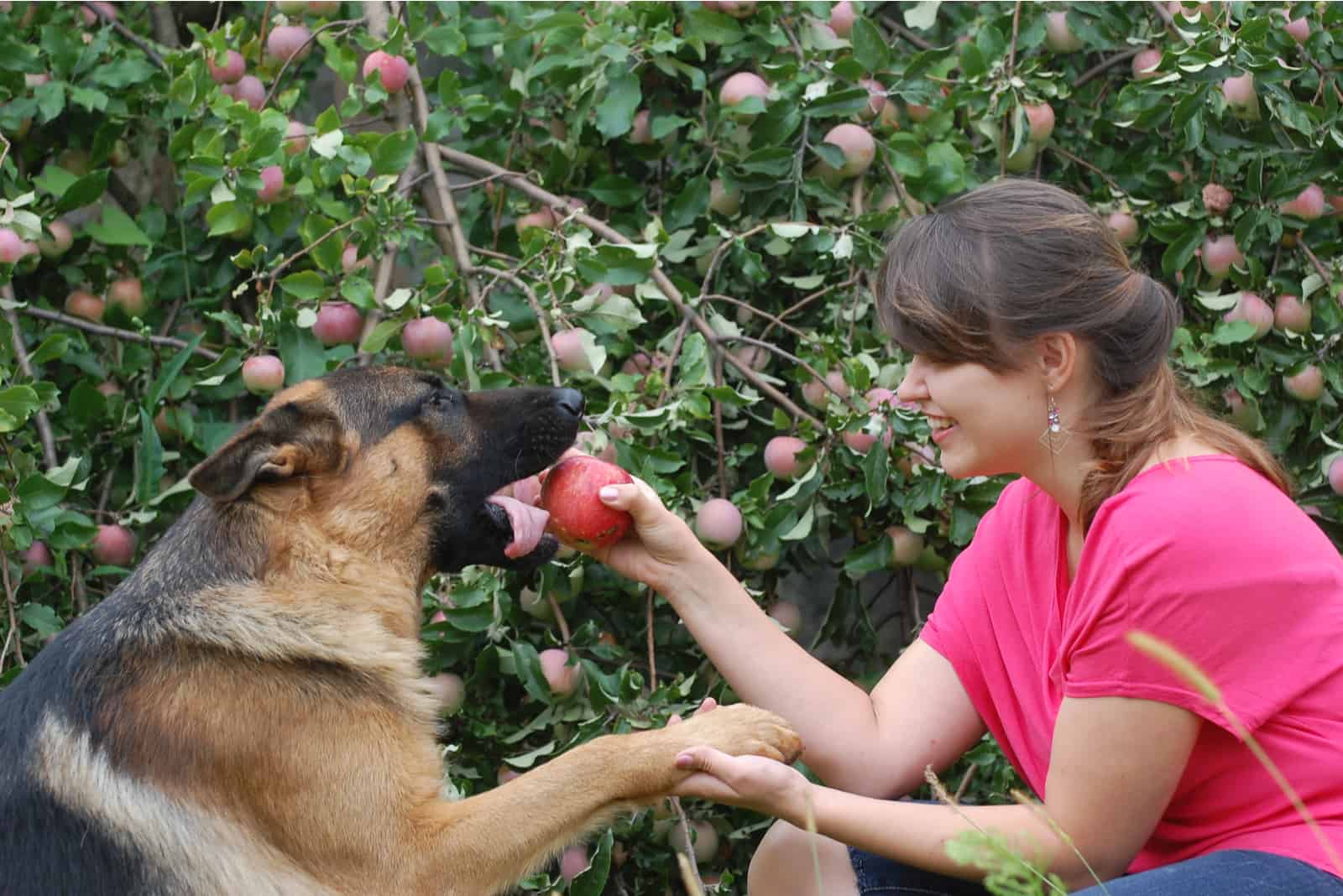 a young girl gives an apple to a German shepherd