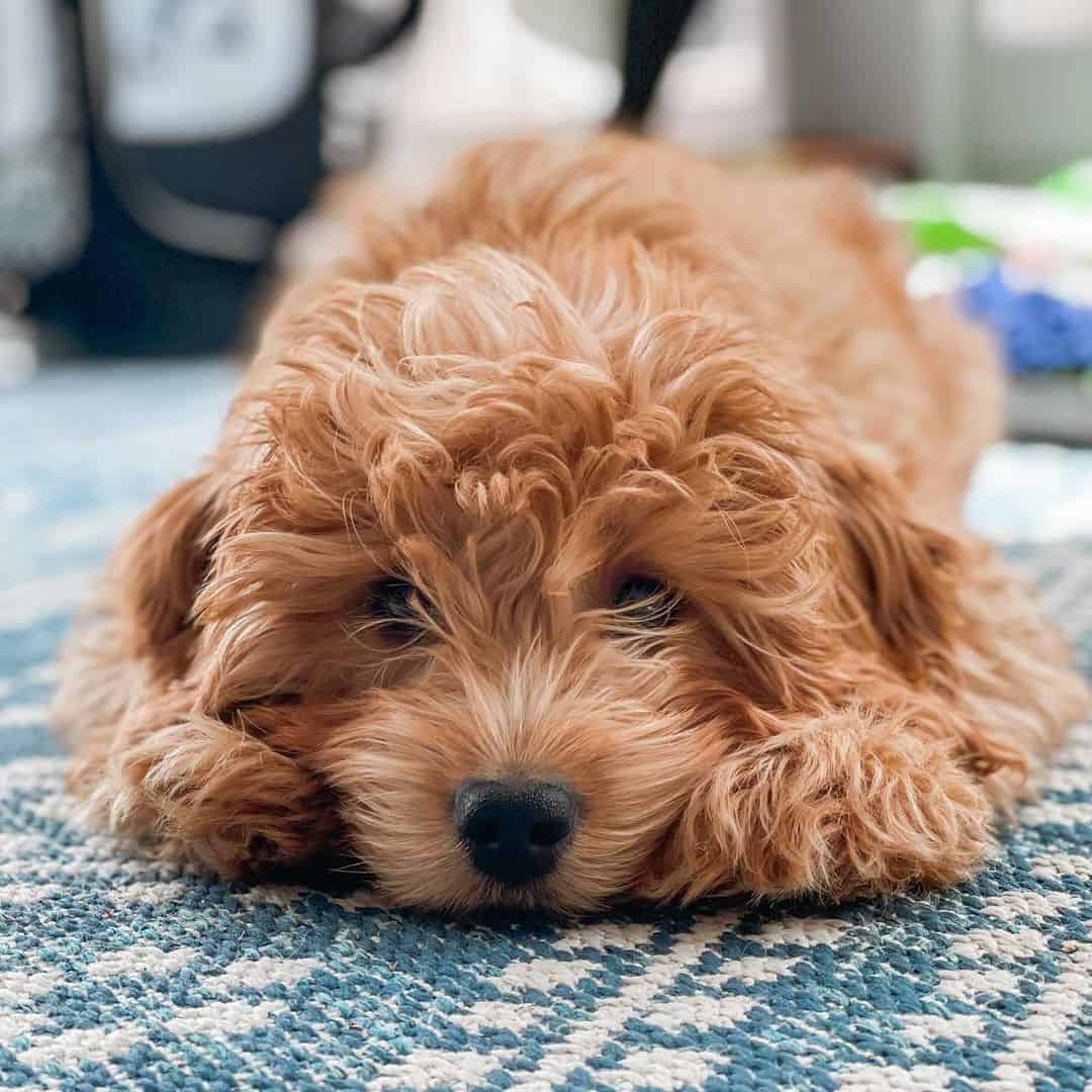 adorable Micro Goldendoodle dog lying