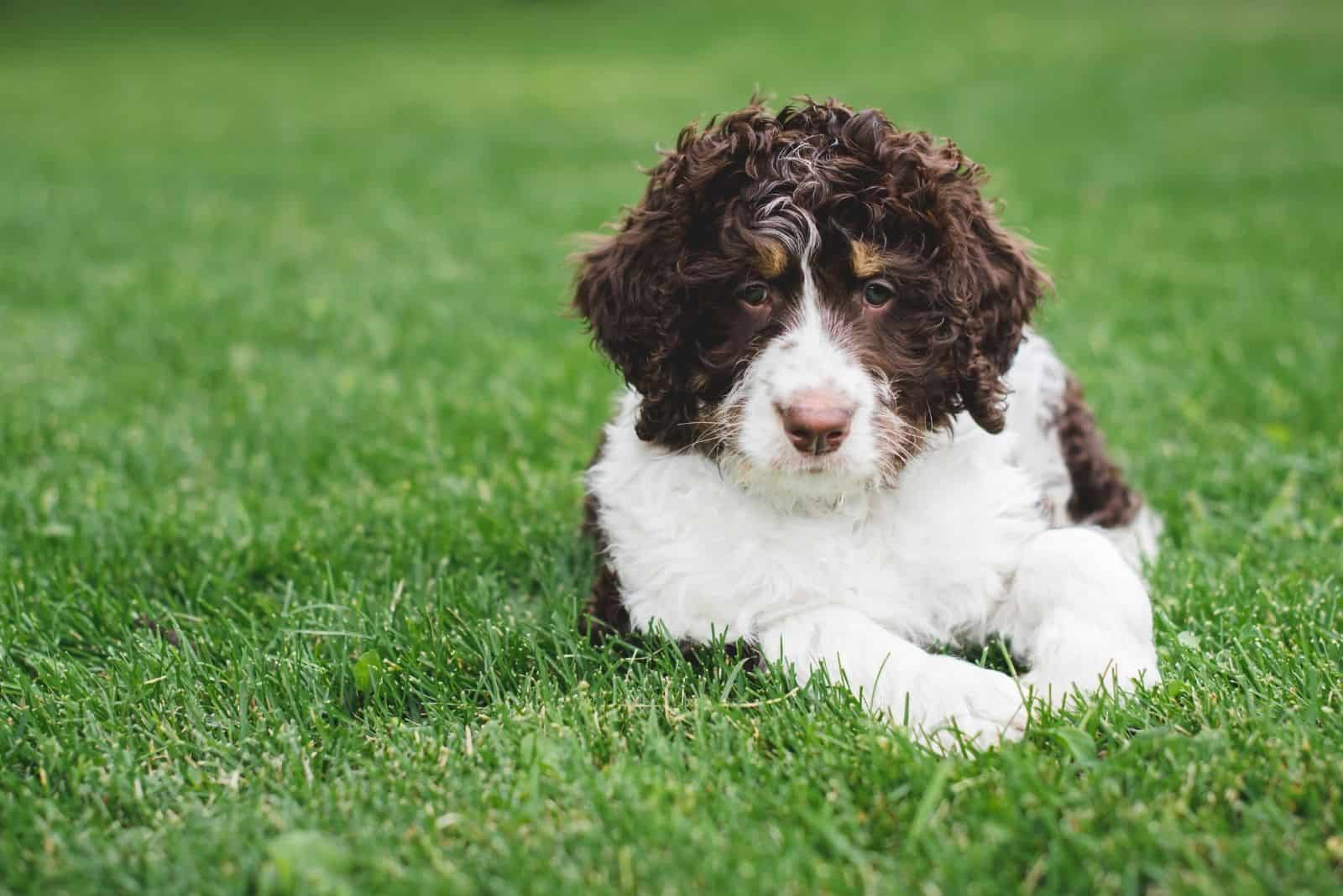 adorable bernedoodle puppy lying down on the green grass lawn
