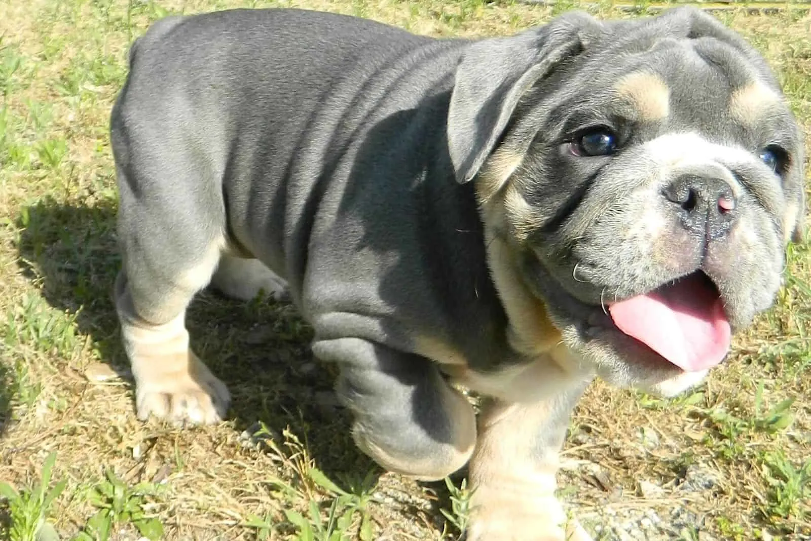 Blue Tri Olde English Bulldog