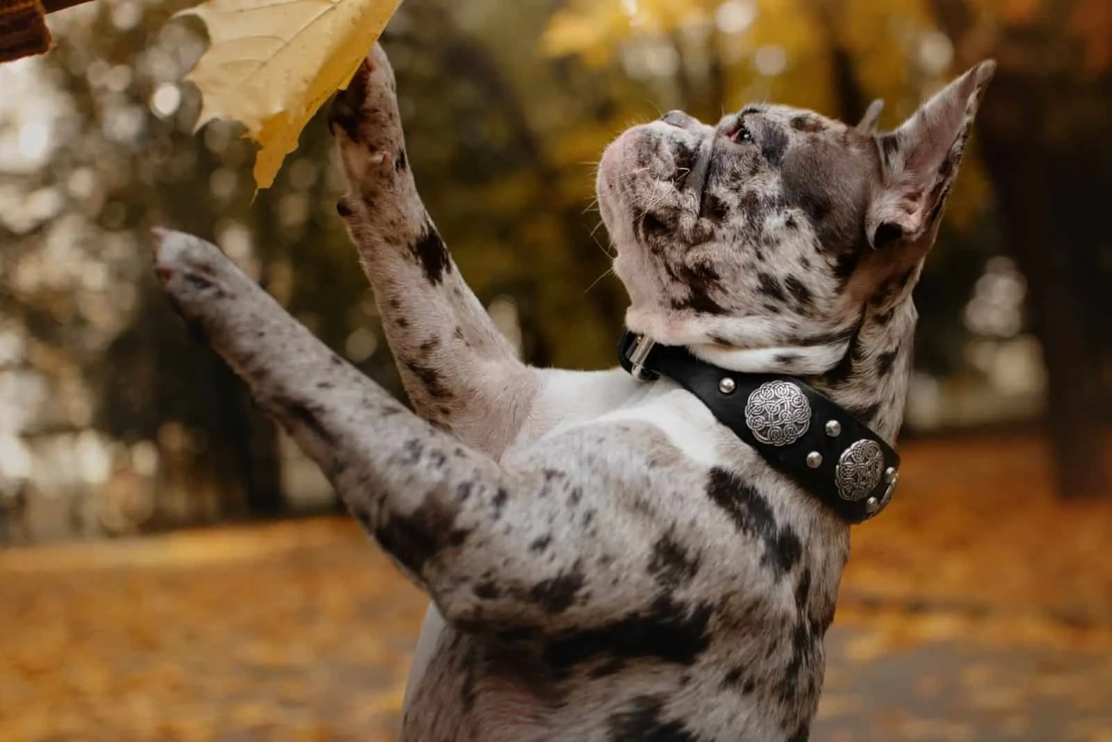 adorable french merle dog outdoors in autumn