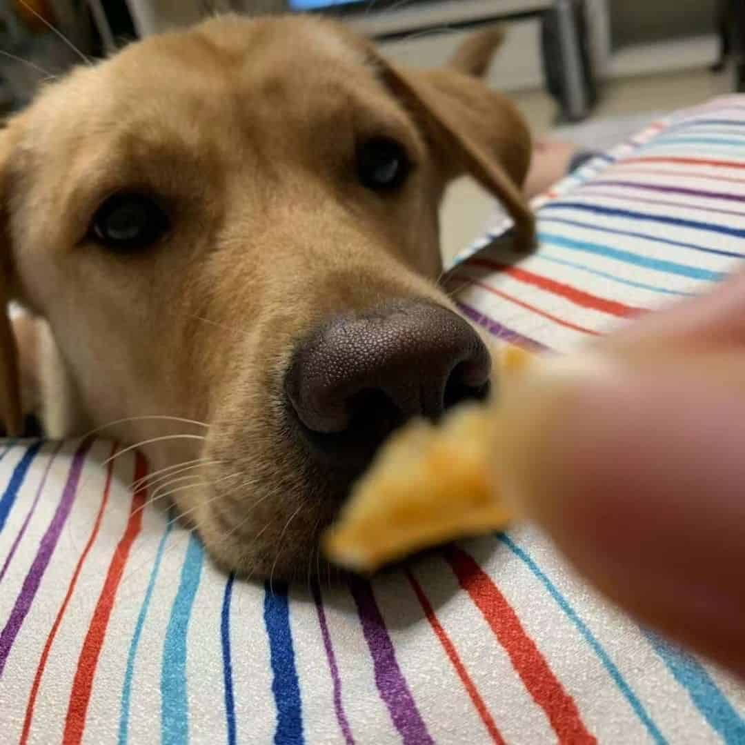 22 Can Dogs Eat Jicama Sticks