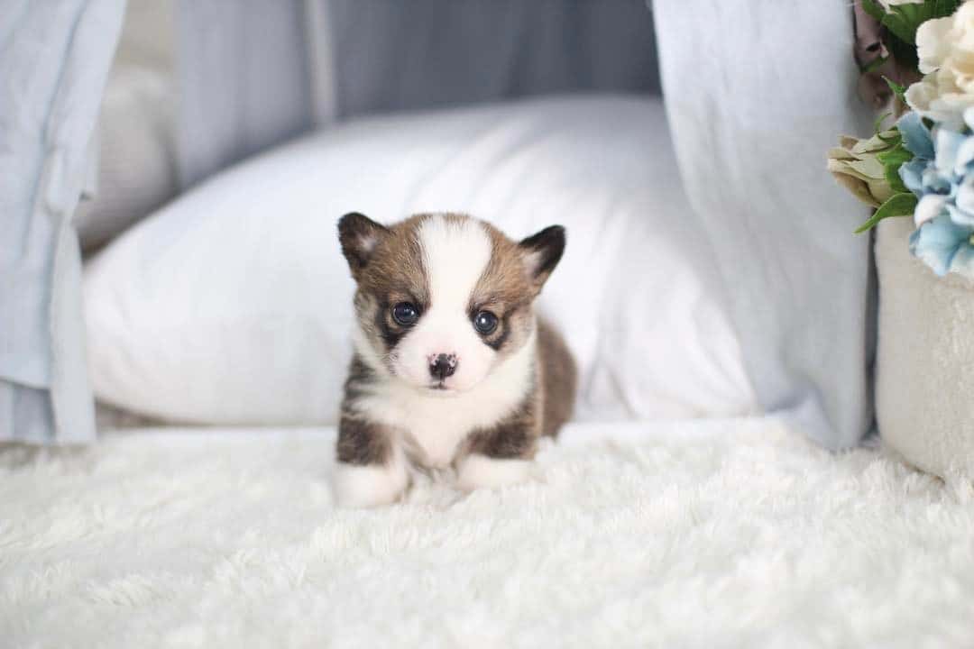 adorable little Teacup Corgi dog