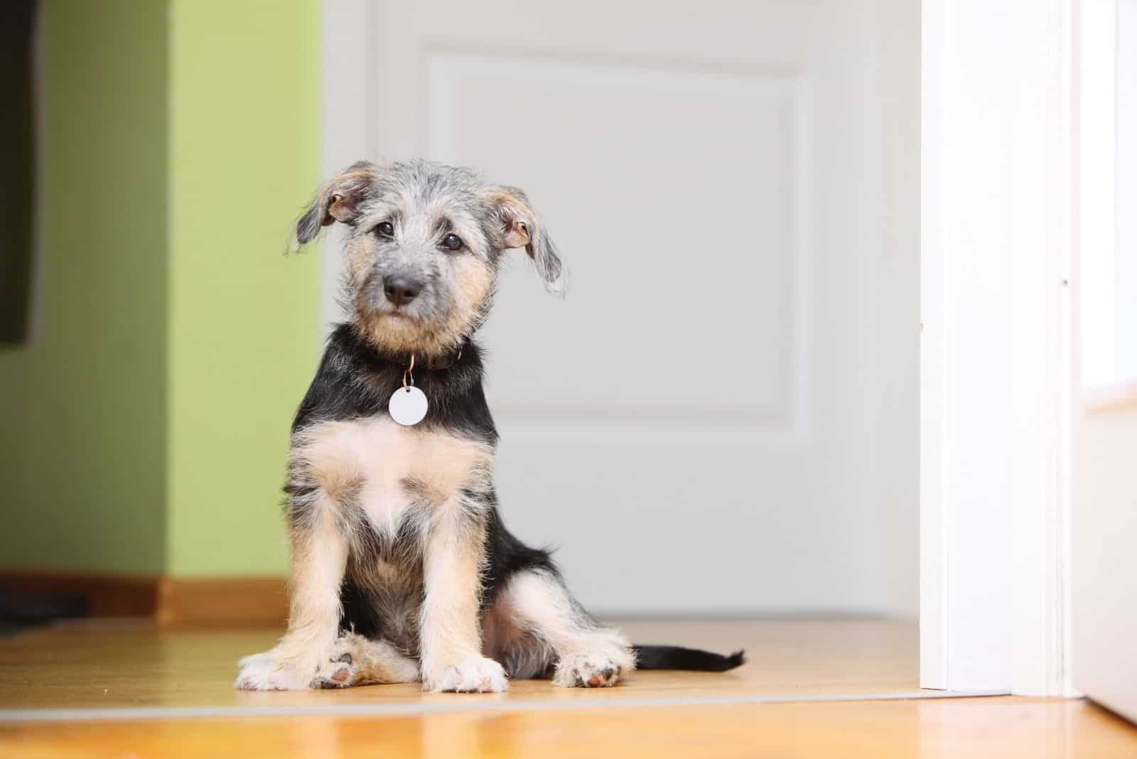 adorable mutt puppy waiting at the door of the home