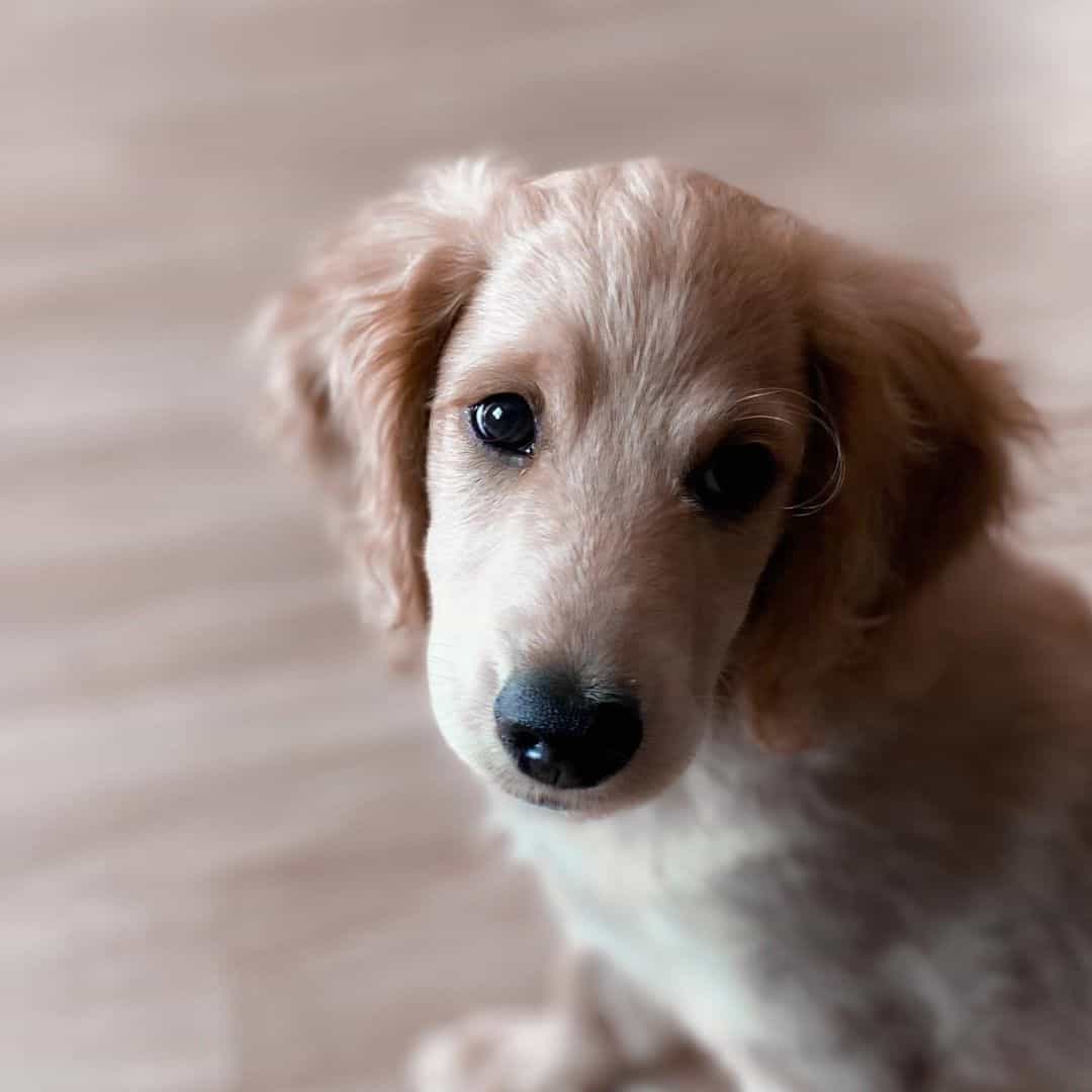 adorable puppy sitting at home