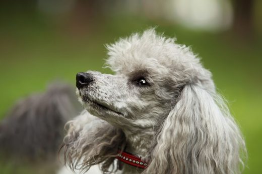 The Merle Poodle: What Lies Behind This Dog Breed