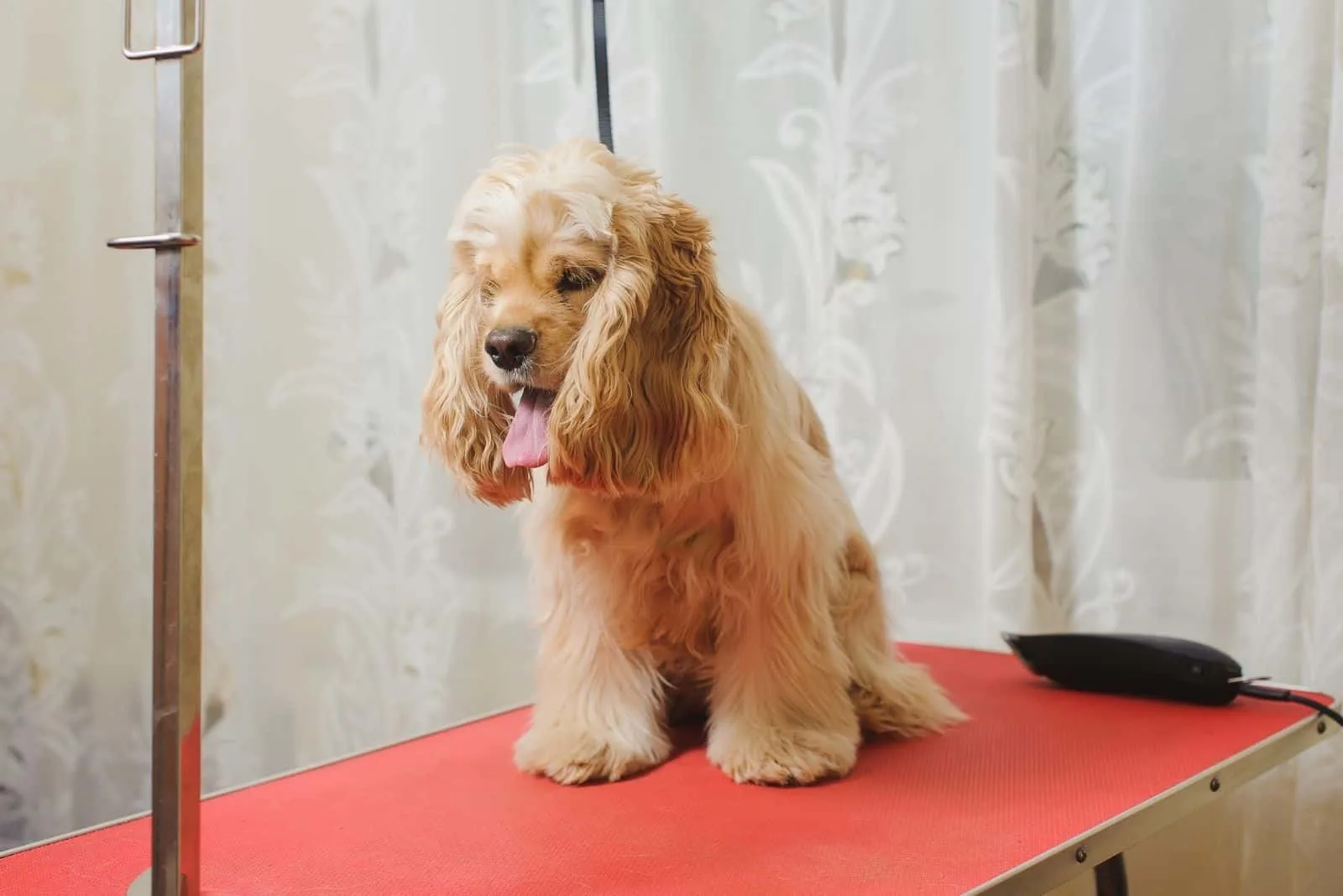 american cocker spaniel on top of the grooming table