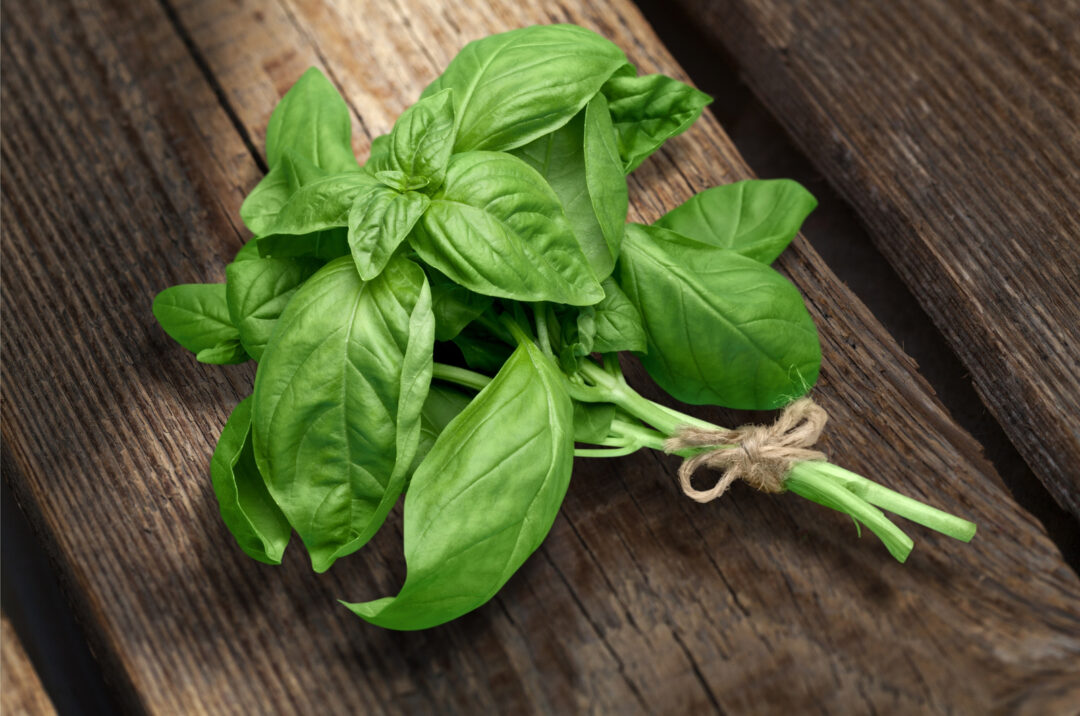 Can Dogs Eat Basil? Let’s Sprinkle The Truth