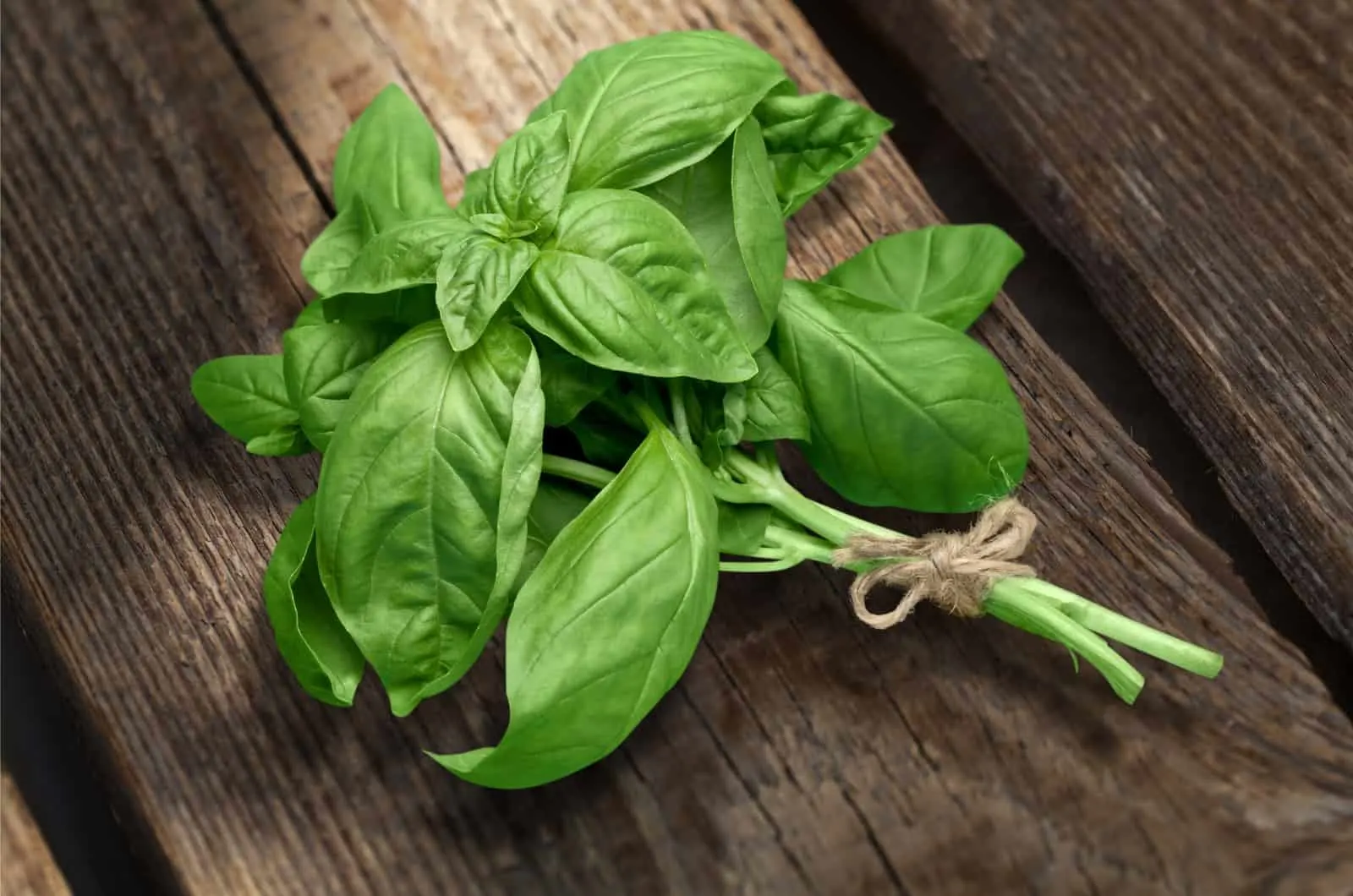 basil herb