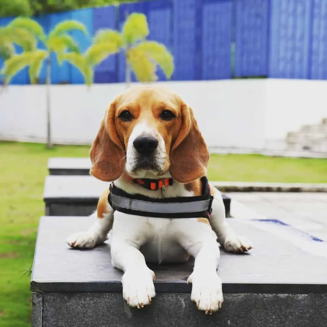 beautiful beagle dog outdoors