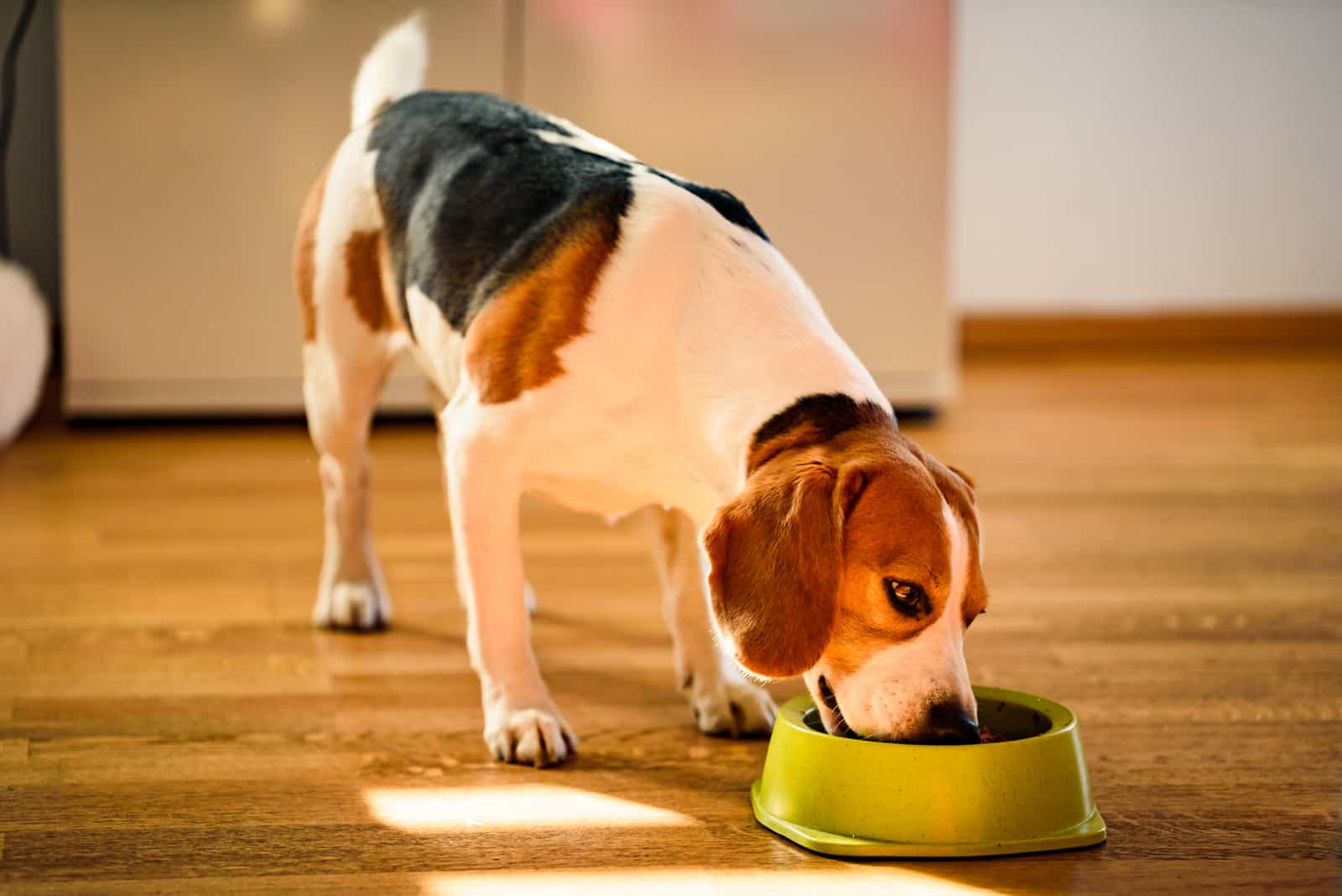 beagle eats from a green bowl