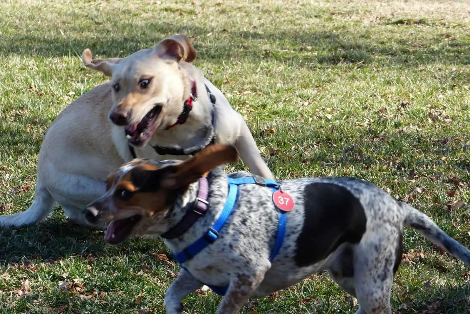 beagle playing with another dog in the park