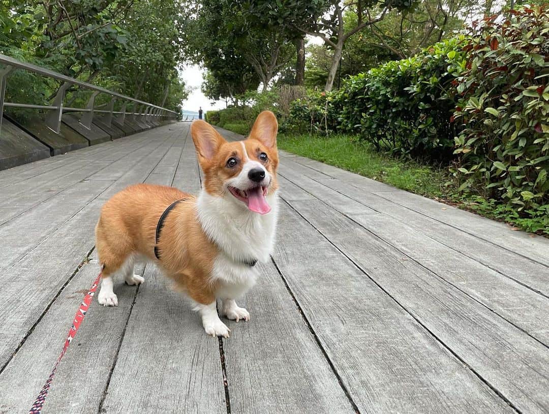 beautiful corgi dog outdoors